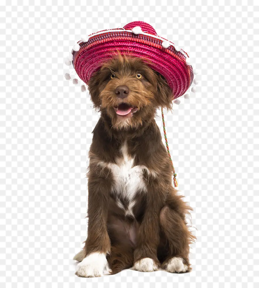 Perro Con Sombrero，Cachorro PNG