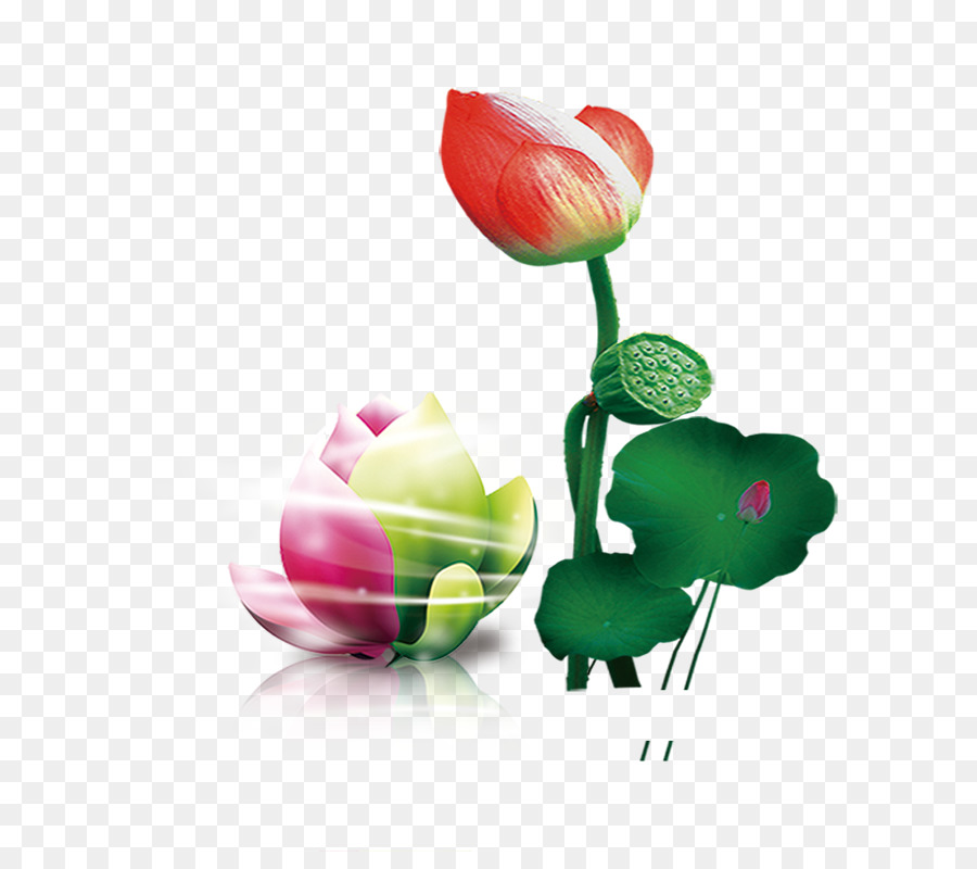 Semilla De Loto，Bud PNG