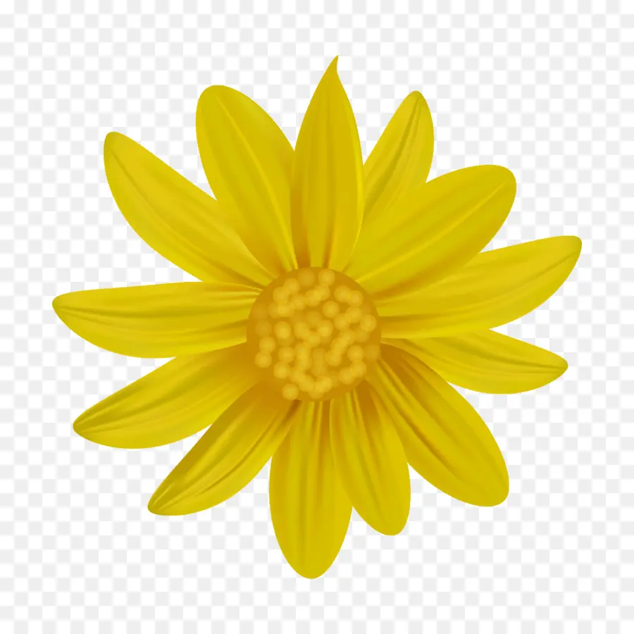 Flor，Amarillo PNG