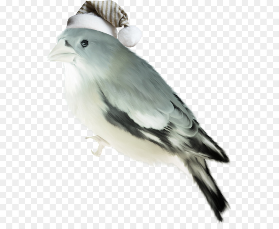 Pájaro，Invierno PNG