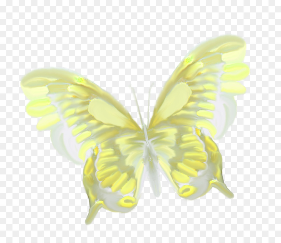 Mariposa，Hermosa Mariposa PNG