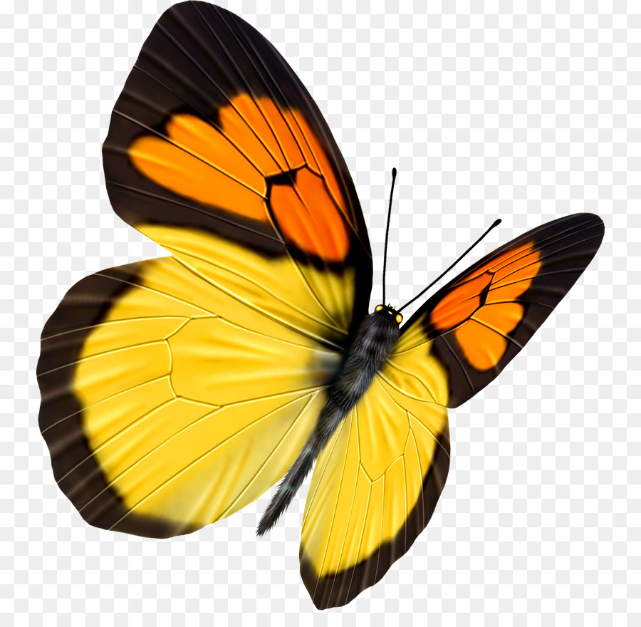 Mariposa，La Transparencia Y Translucidez PNG