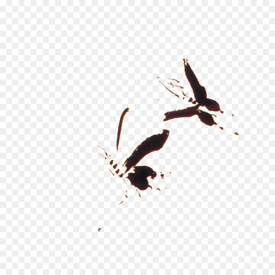 Aves，Vuelo PNG