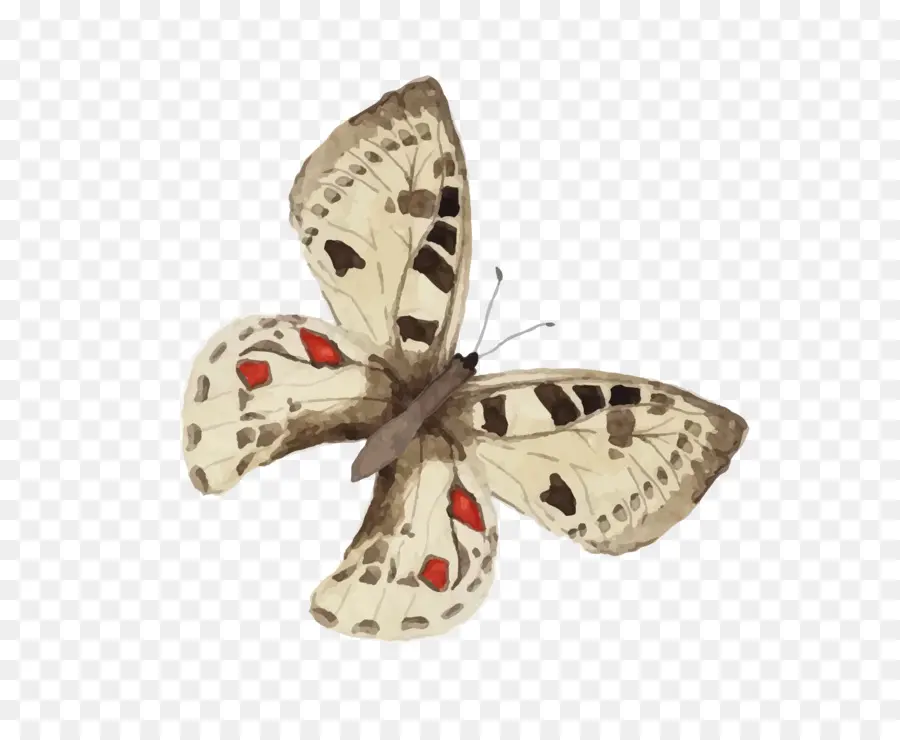 Mariposa，Pintura A La Acuarela PNG