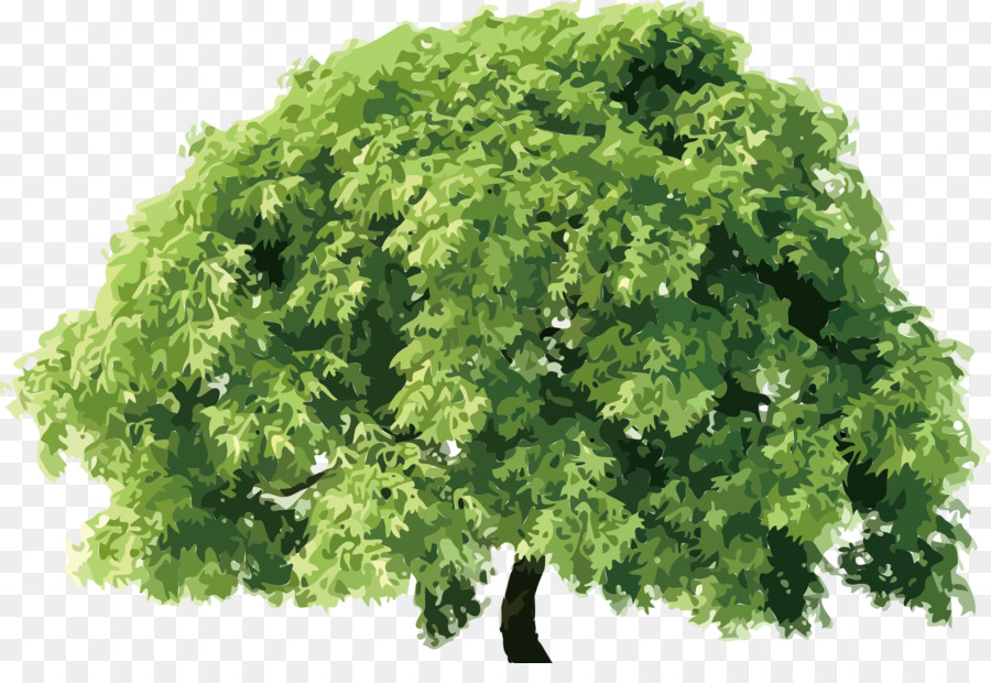 árbol Verde，Hojas PNG