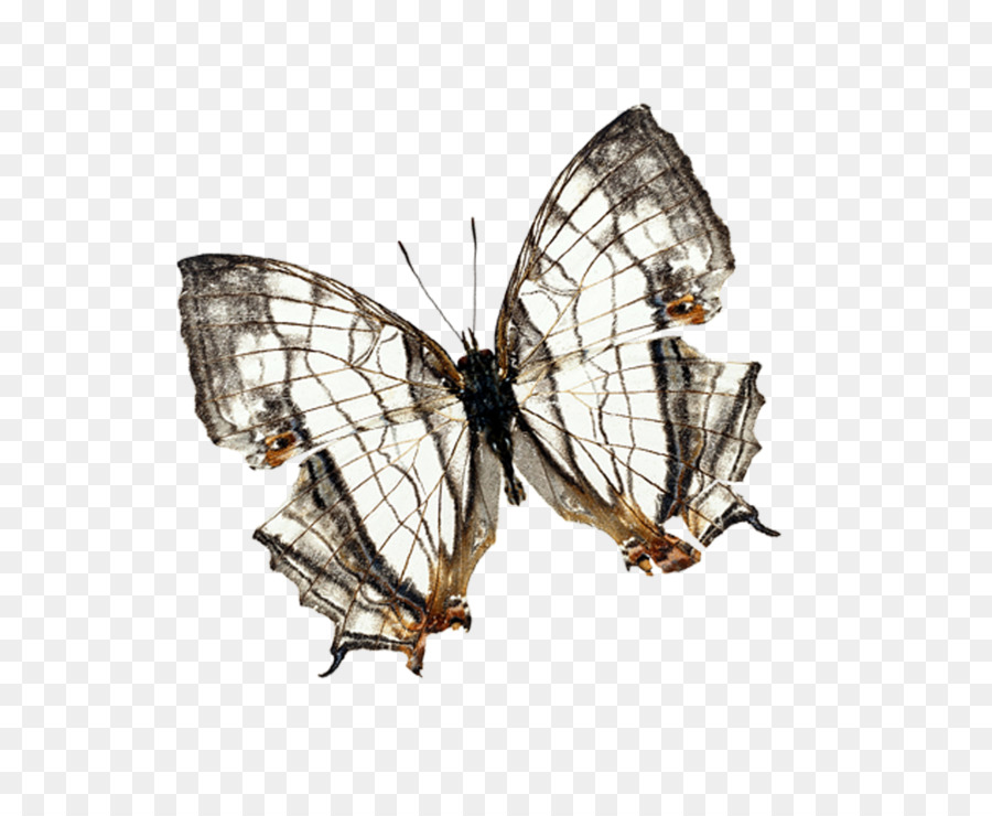 Mariposa，Insecto PNG