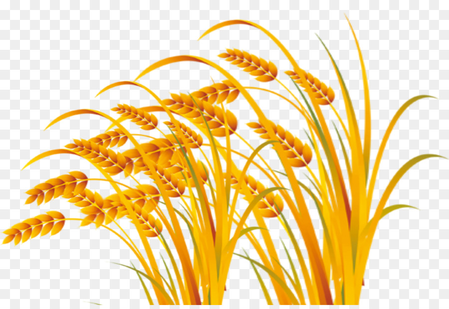 Planta De Arroz，Grano PNG