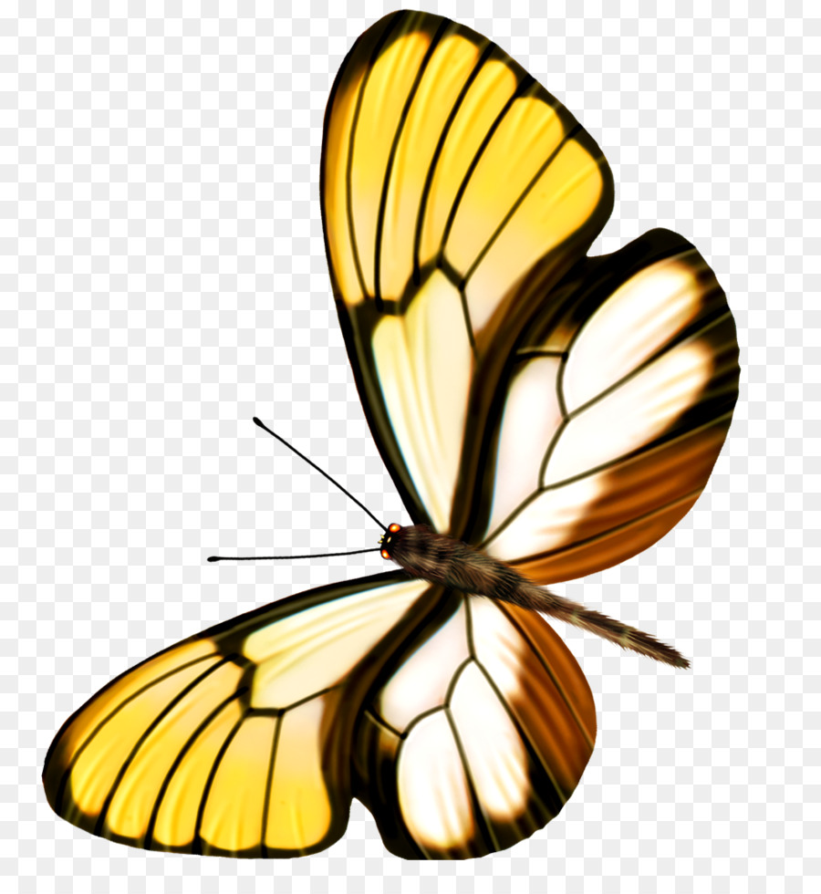 Mariposa，Alas PNG