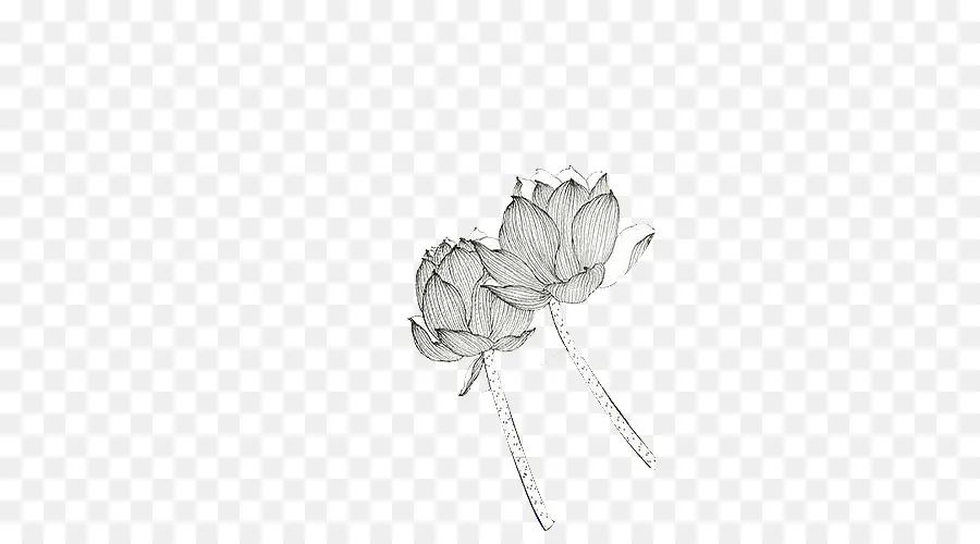 Flores De Loto，En Blanco Y Negro PNG