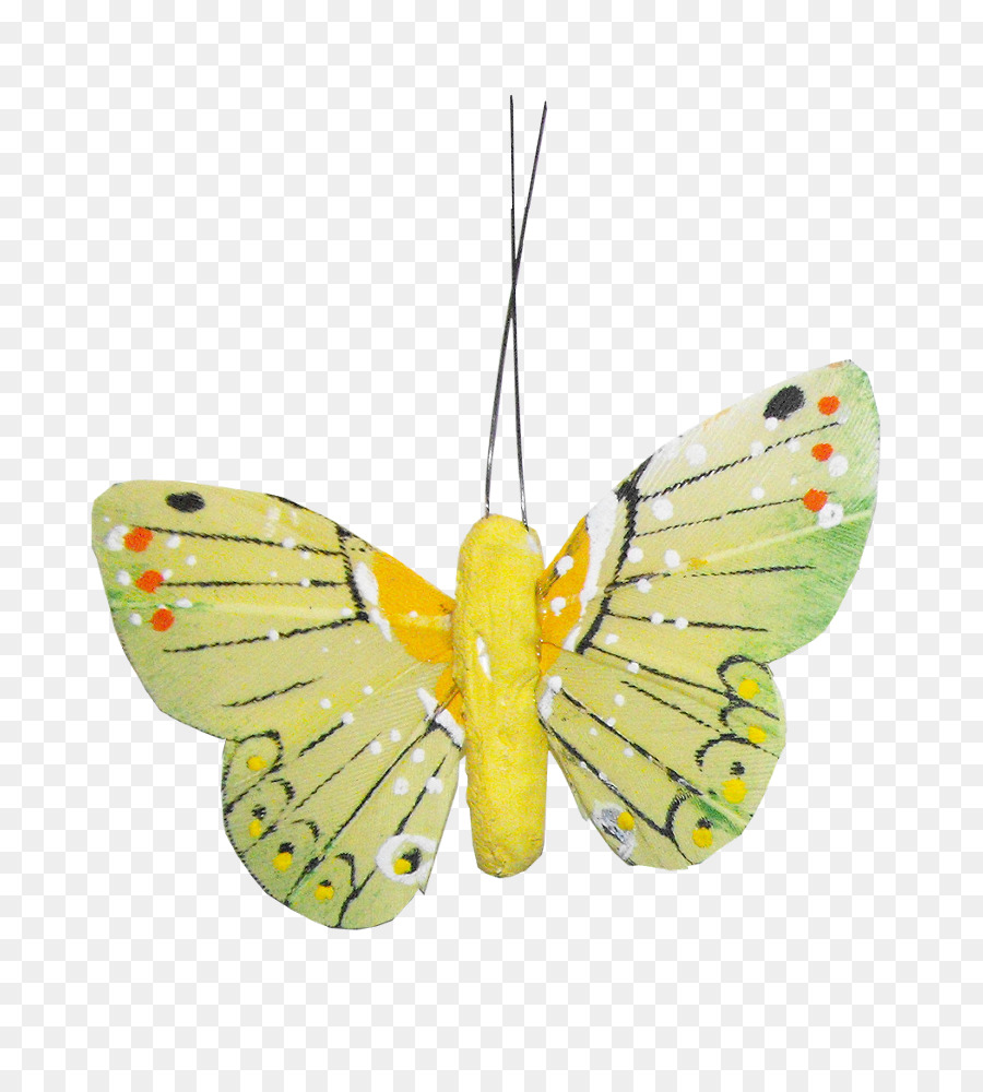 Mariposa，Nymphalidae PNG