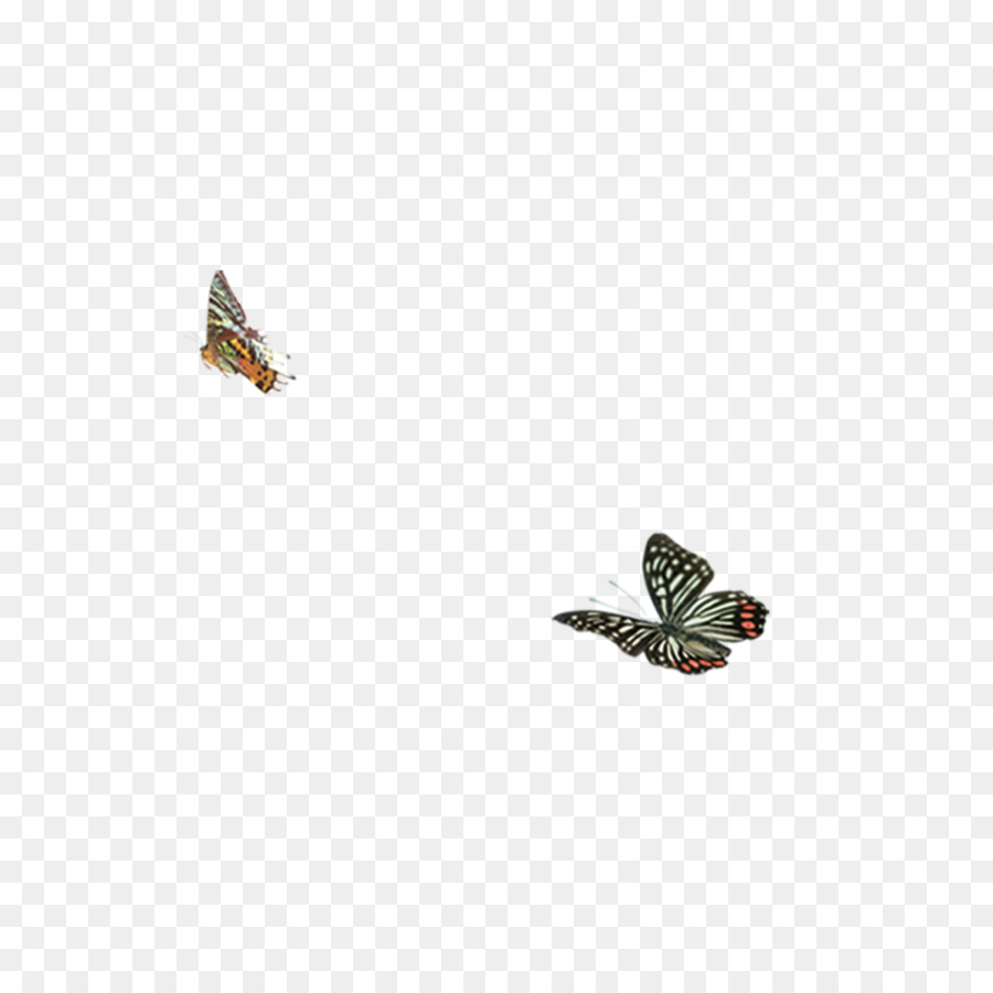 Mariposas，Vuelo PNG