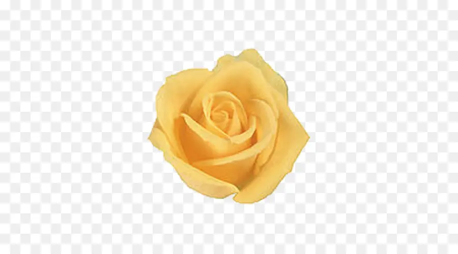 Rosa，Amarillo PNG