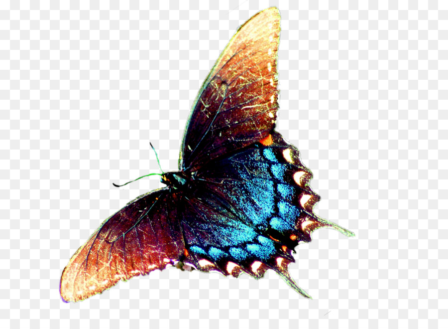 Mariposa，Insecto PNG