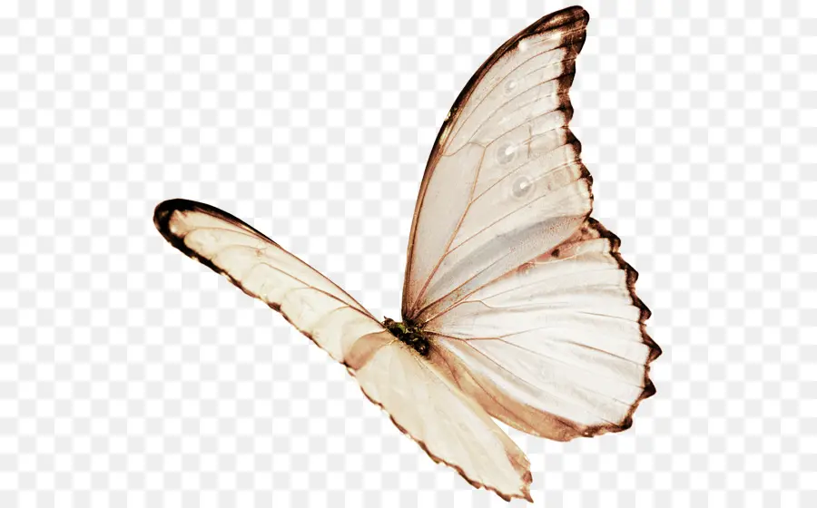 Mariposa，Color PNG