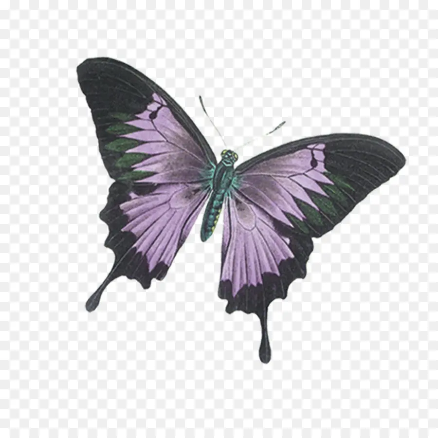 Mariposa，Alas PNG