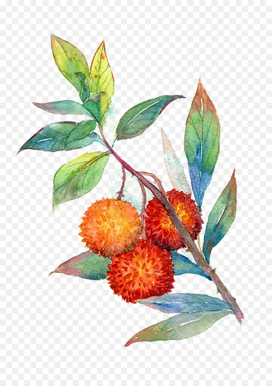 Cherry，La Fruta PNG