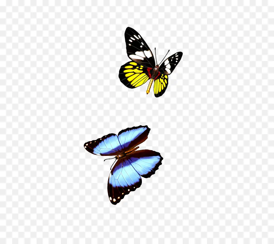 Mariposas，Amarillo PNG