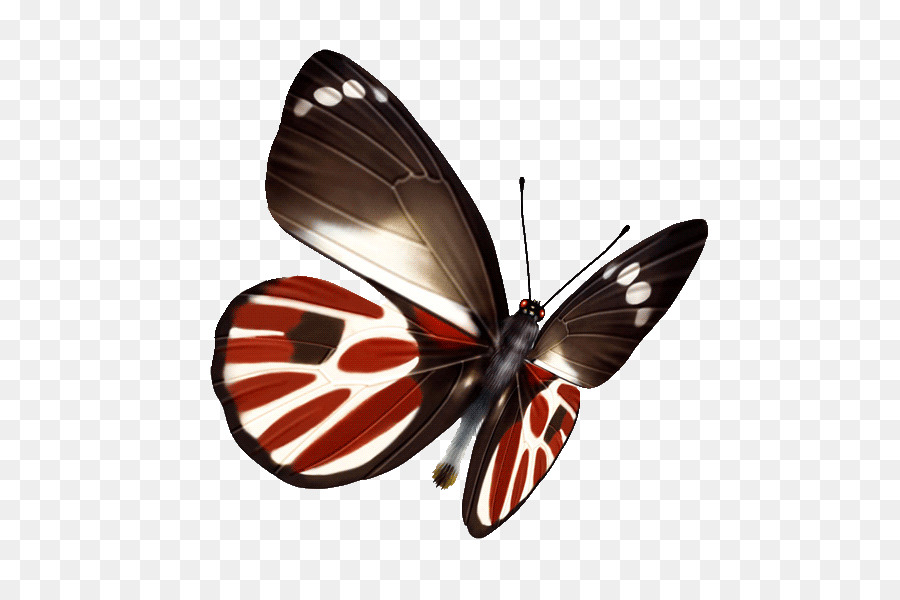 Mariposa，Rojo PNG