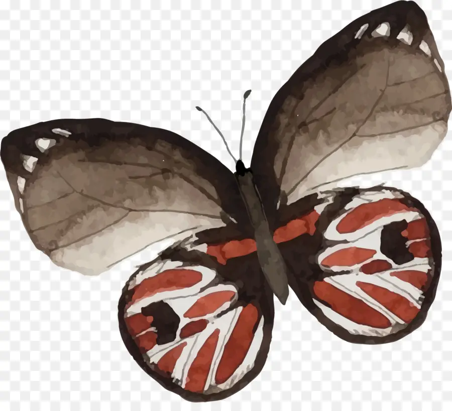 Mariposa，Alas PNG