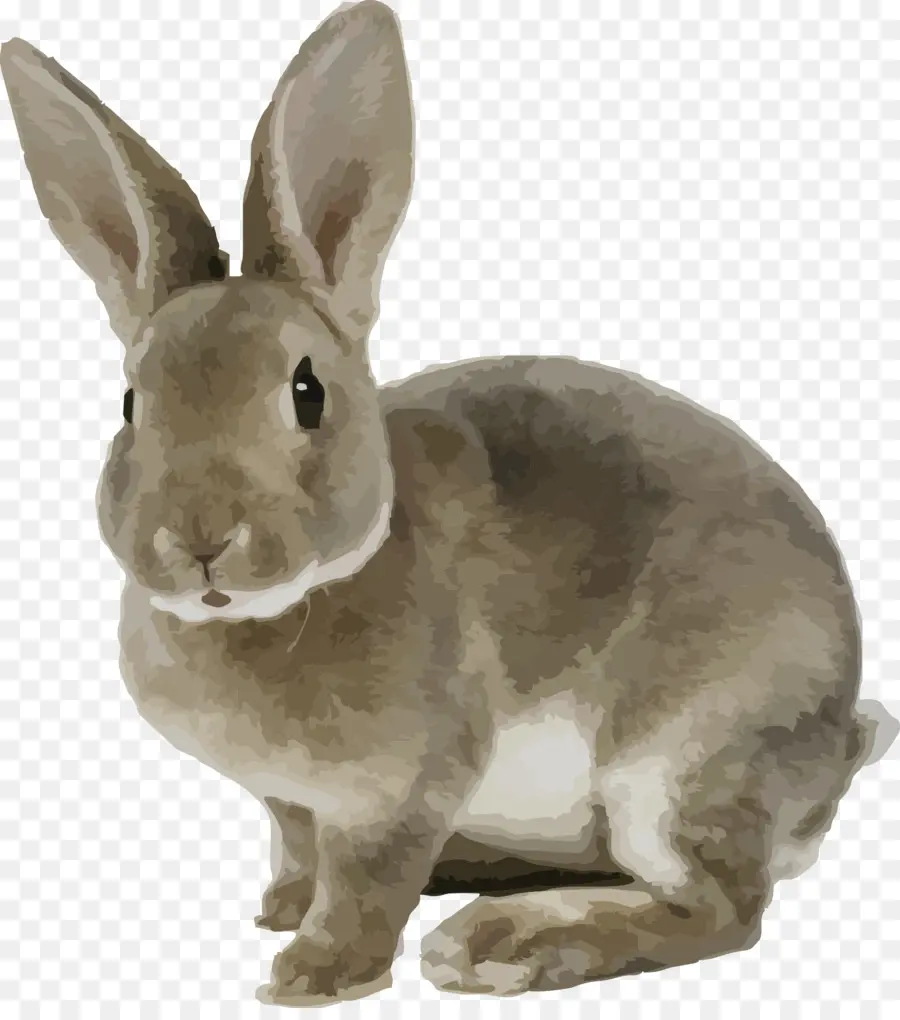 Conejo Blanco，Nacionales De Conejo PNG