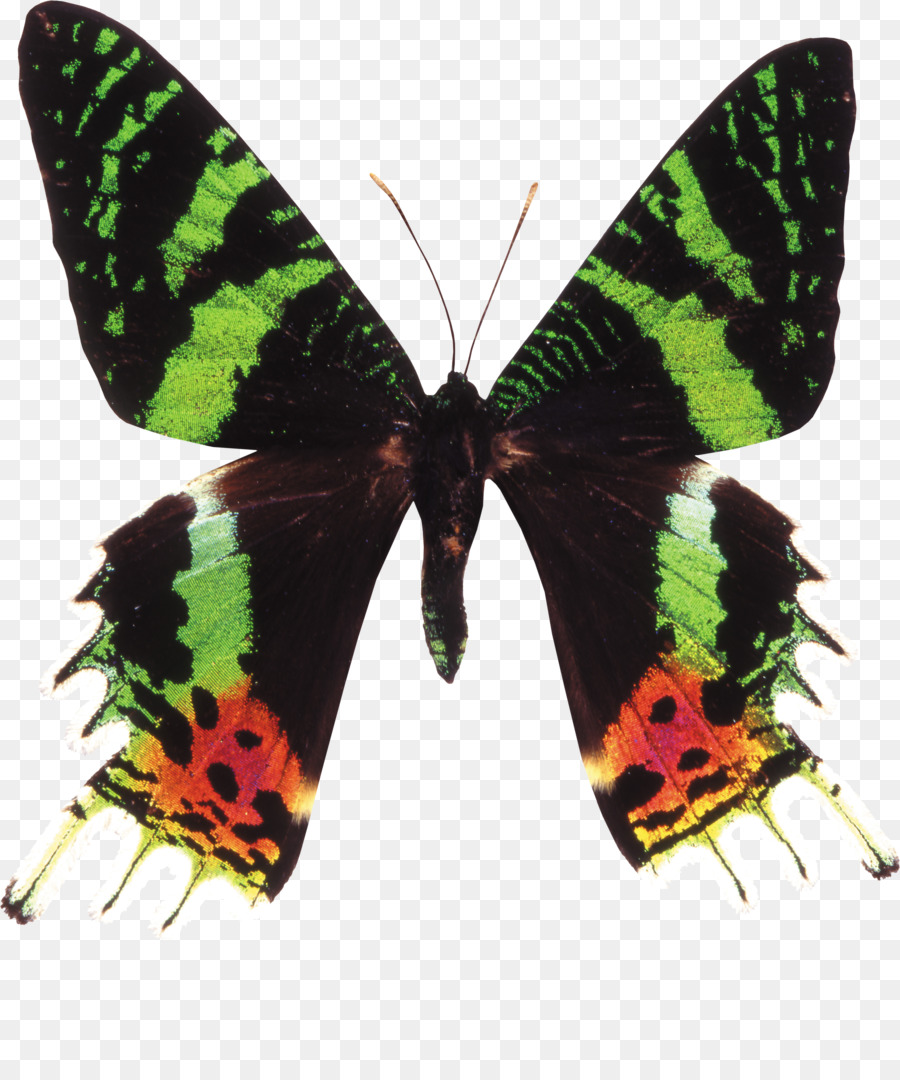 Mariposa，Verde PNG