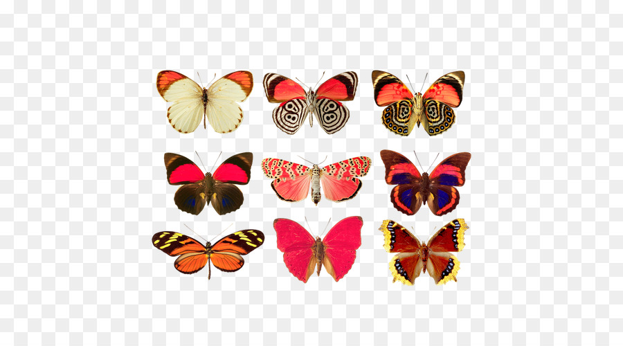 Mariposas，Insecto PNG