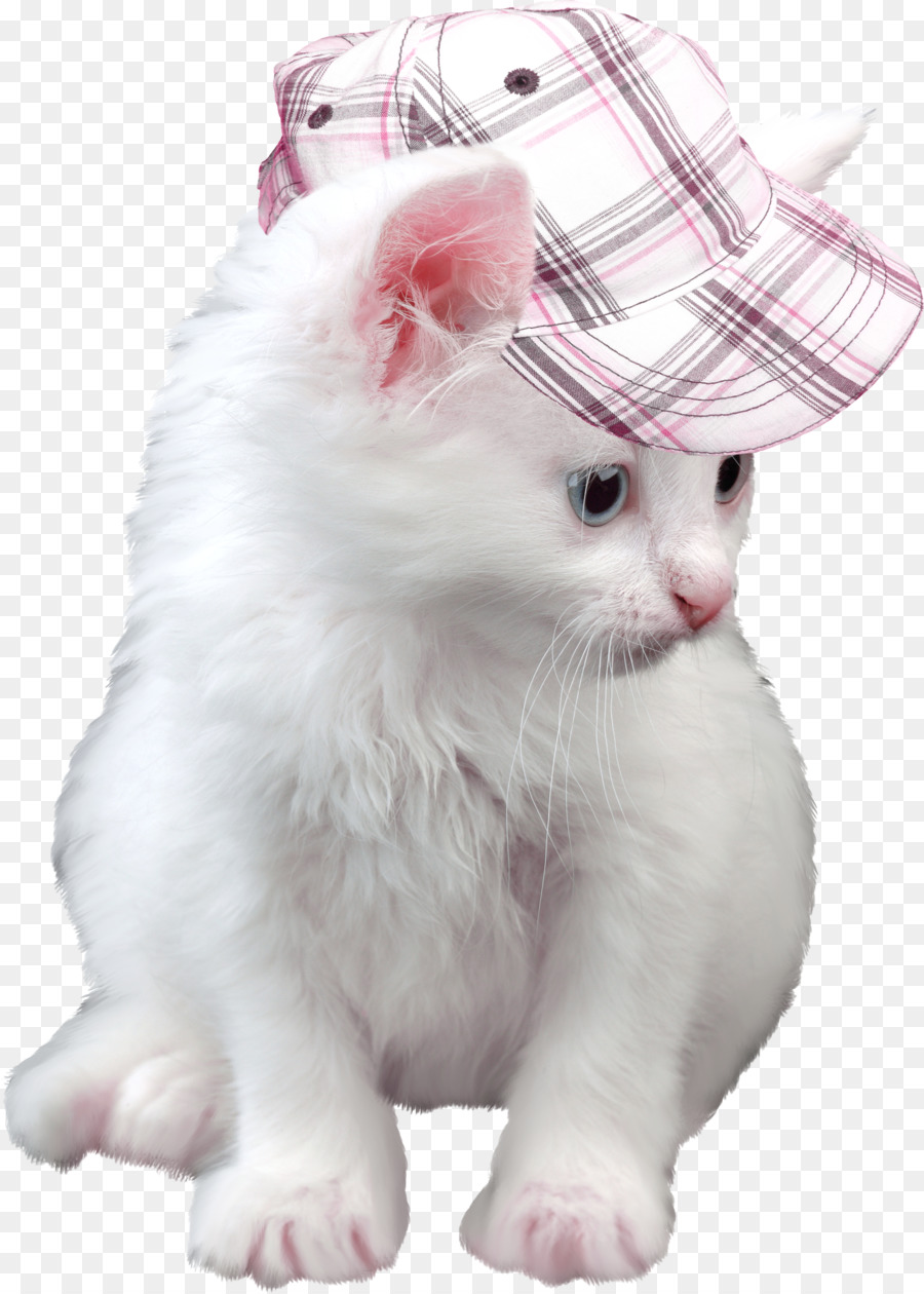 Gatito，Gato PNG