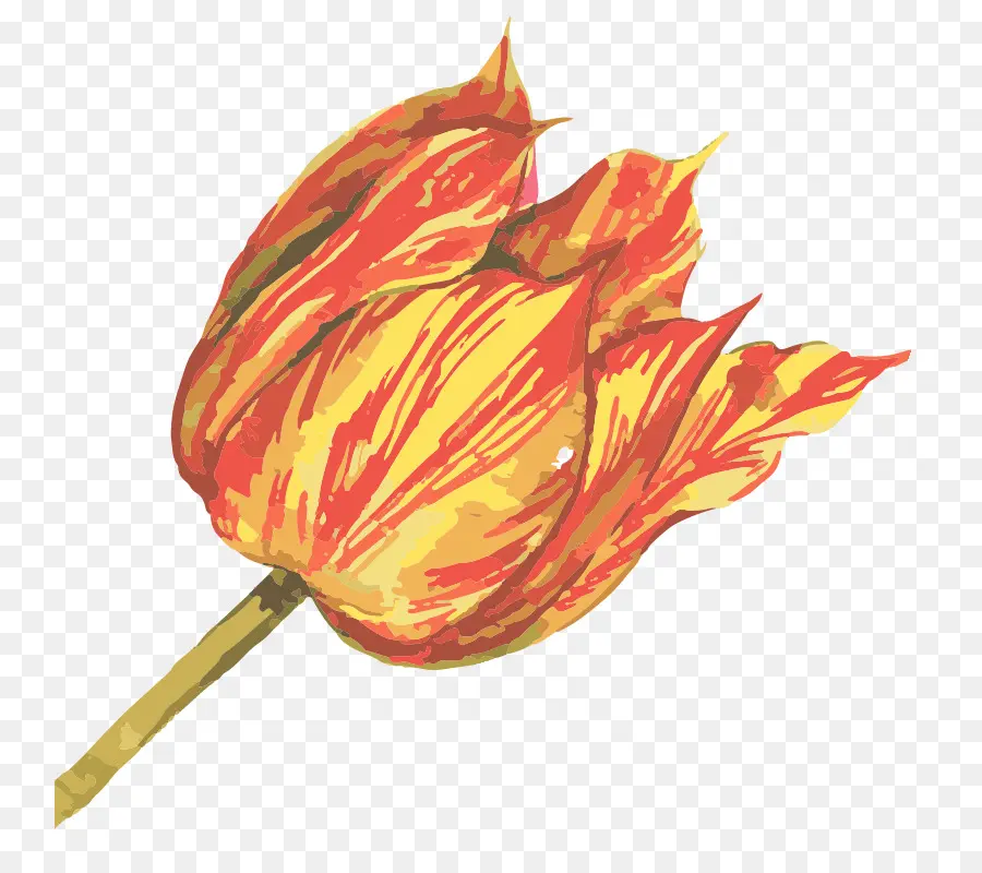 Tulipán Rojo，Florecer PNG