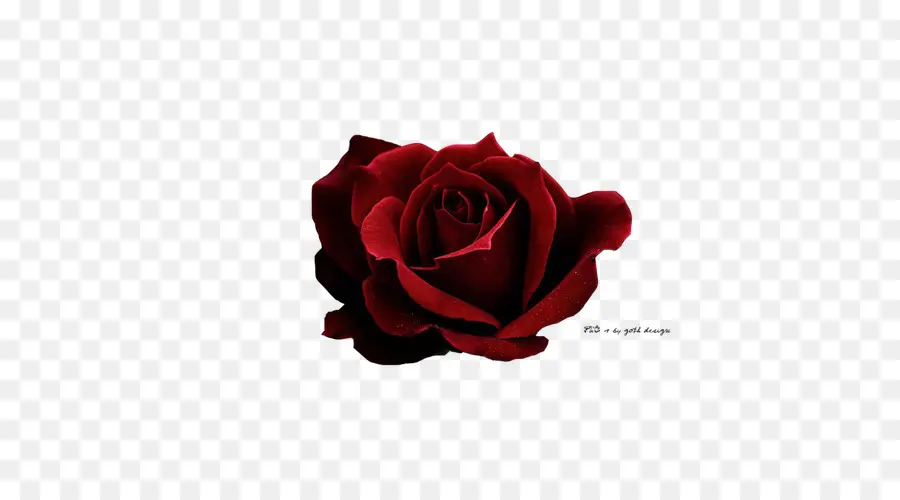 Rosa，Rojo PNG