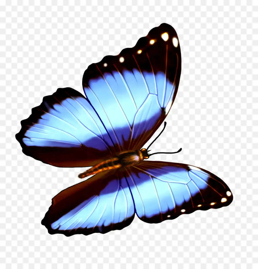 Mariposa，Alas PNG