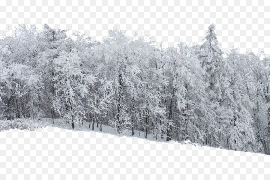 La Nieve，Bosque PNG