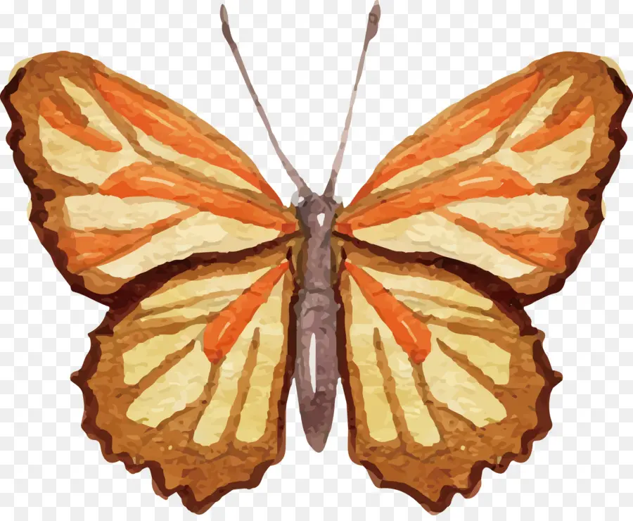 Mariposa Naranja，Insecto PNG