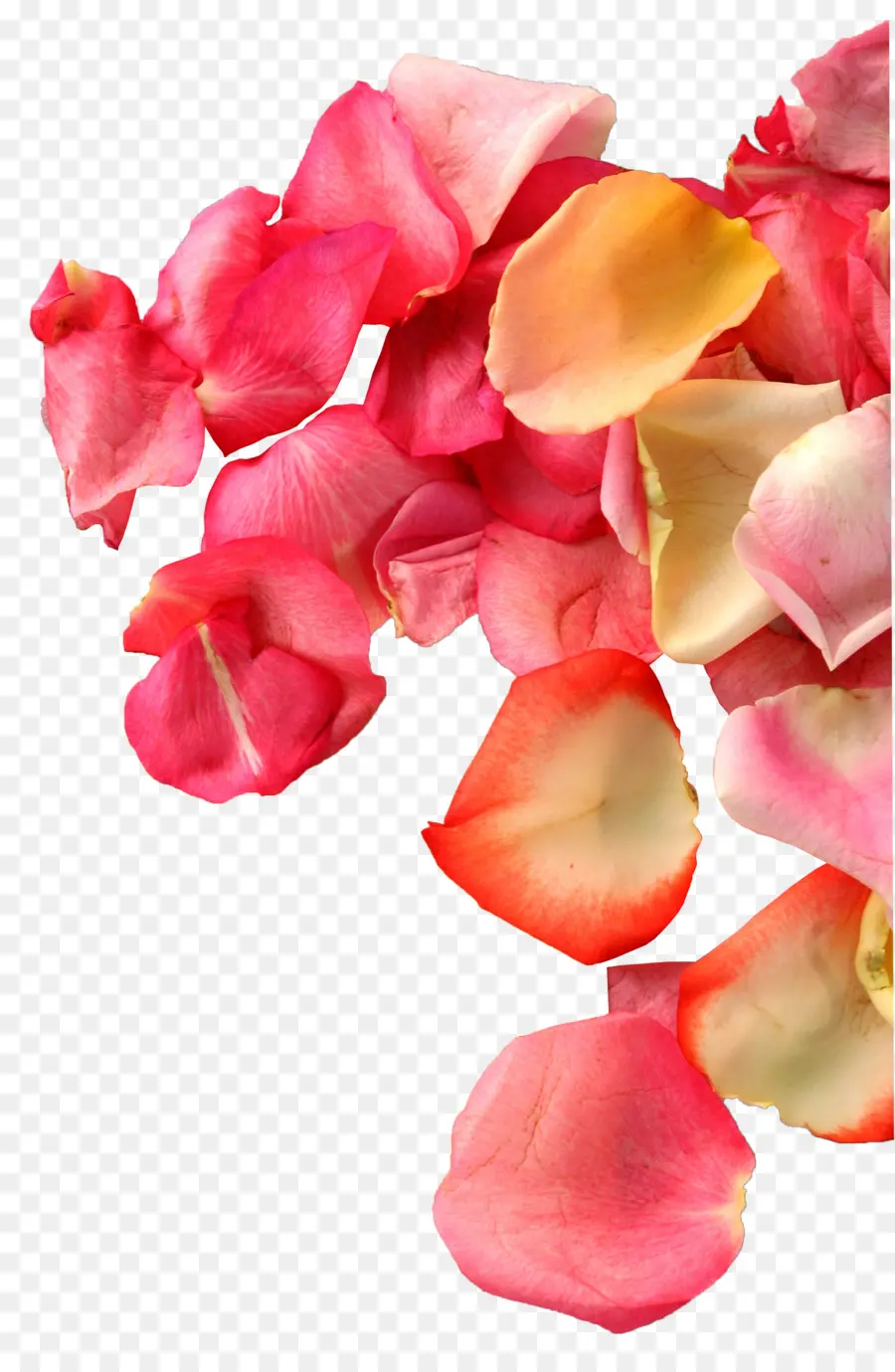 Pétalos De Rosa，Florecer PNG