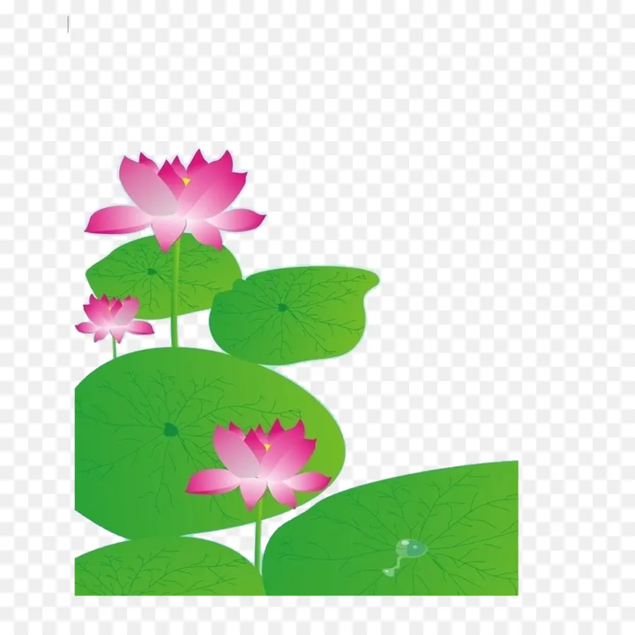 Loto Rosa，Hojas Verdes PNG