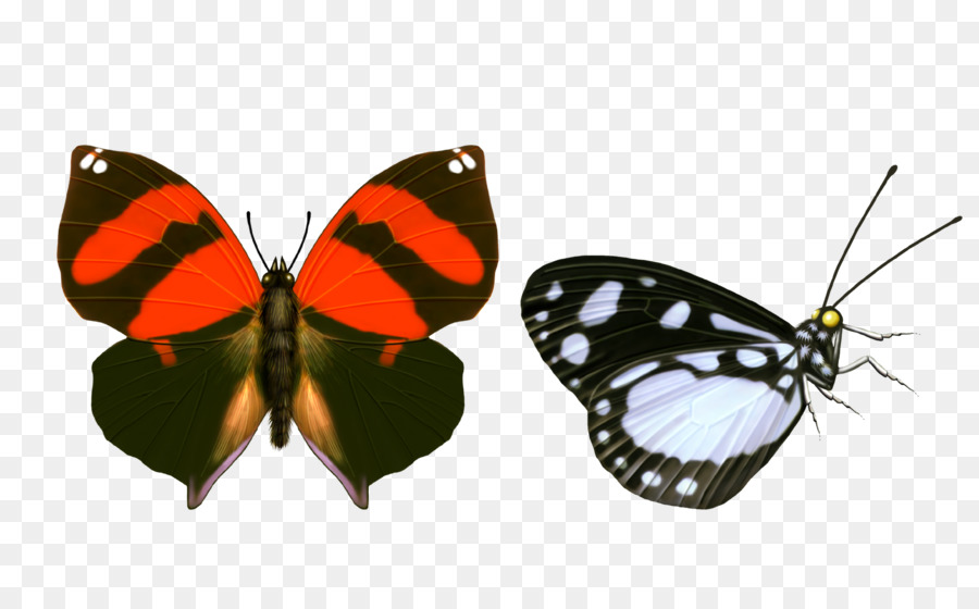 Mariposa，La Transparencia Y Translucidez PNG