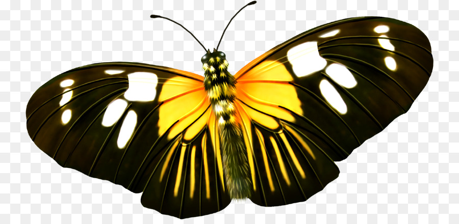 Mariposa，Amarillo PNG