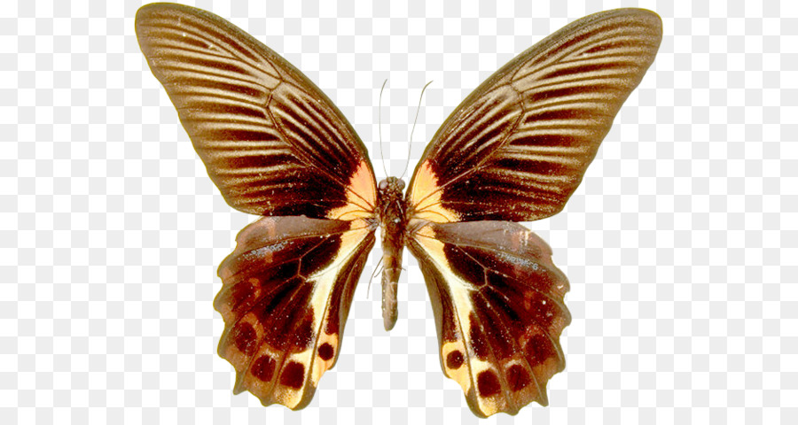 Mariposa，Animación PNG