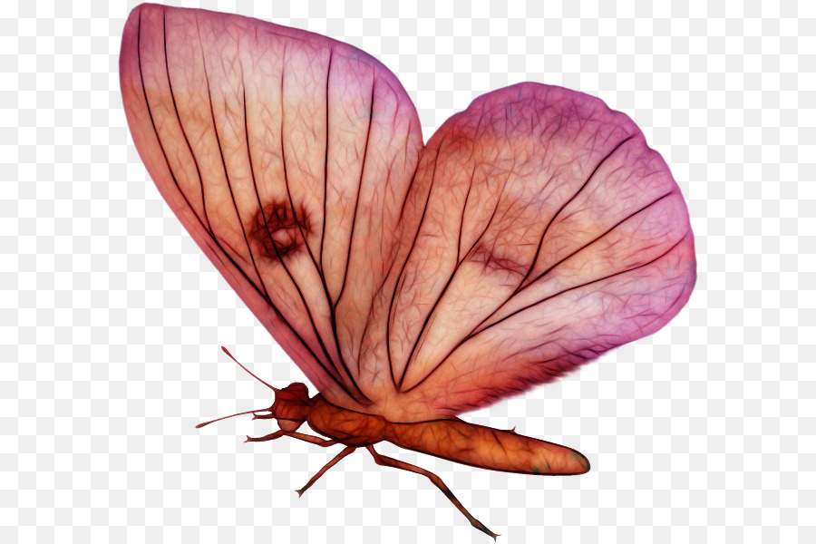 Mariposa，Nymphalidae PNG