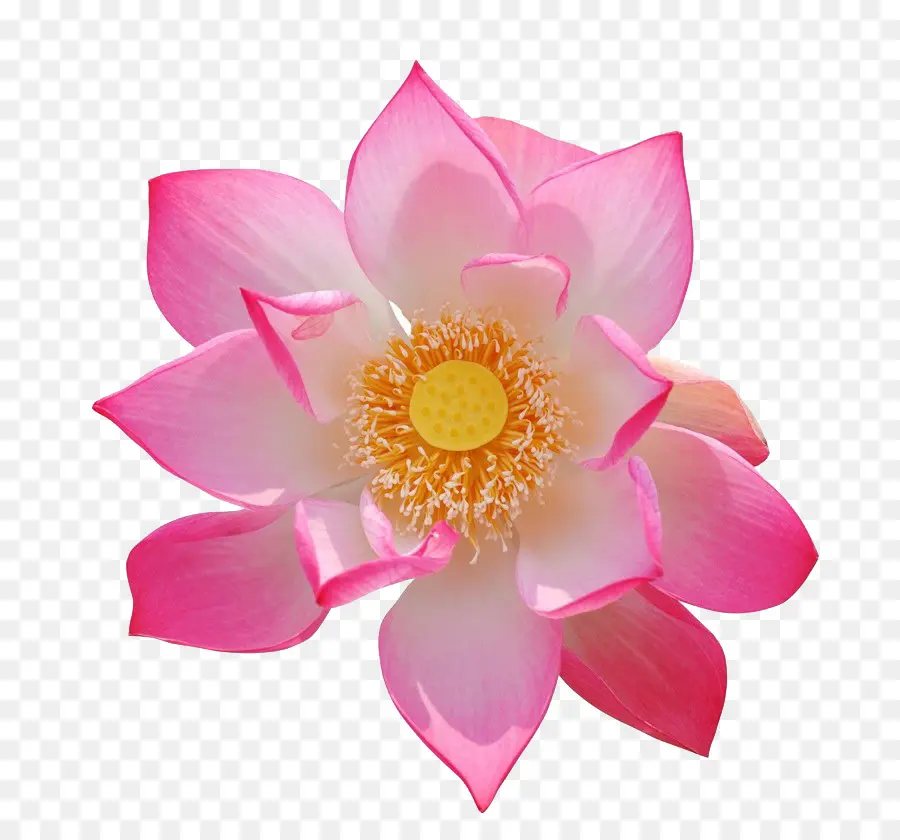 Loto Rosa，Pétalos PNG