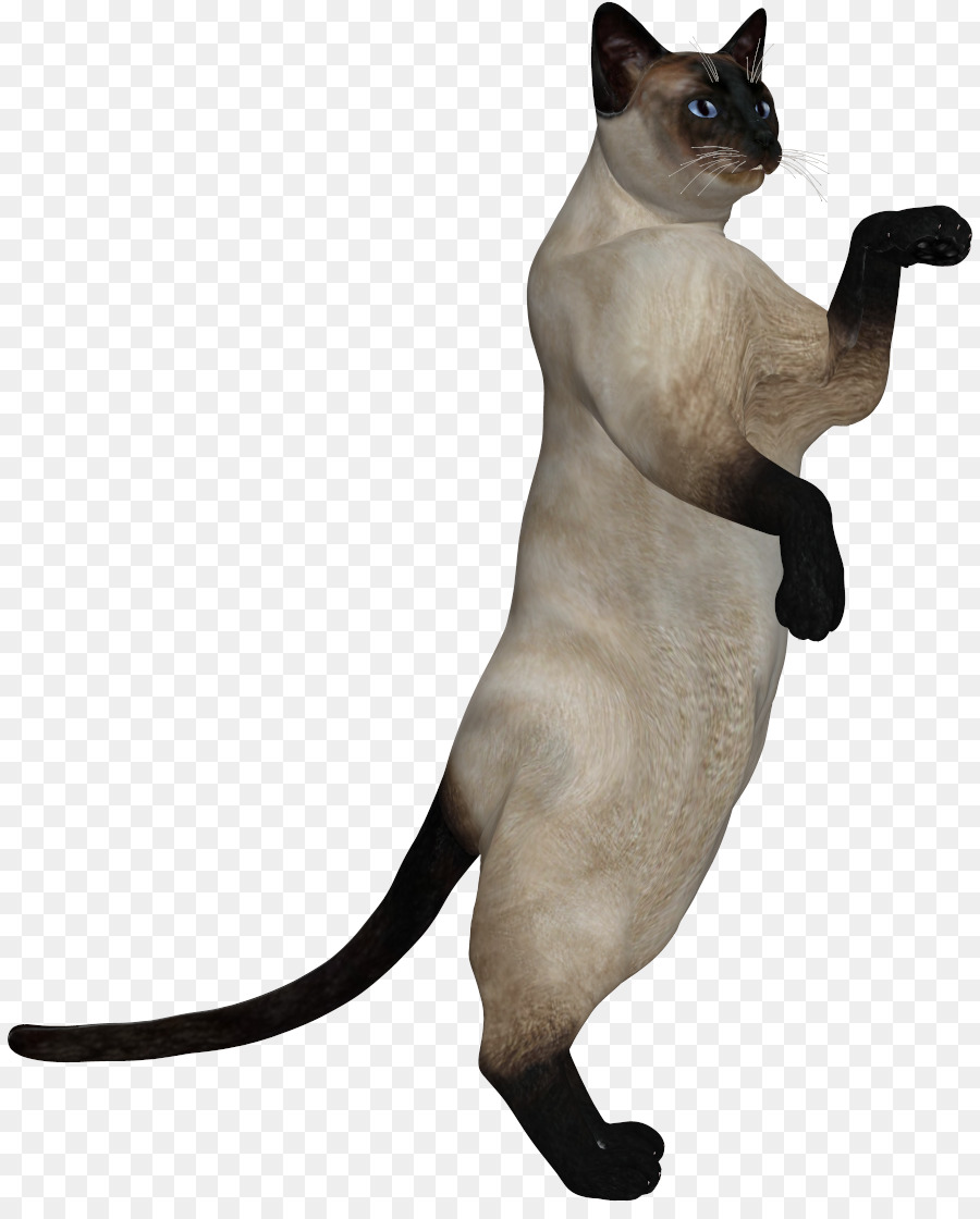 Gato Siamés，Gatito PNG