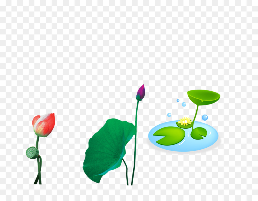 Nelumbo Nucifera，Descargar PNG