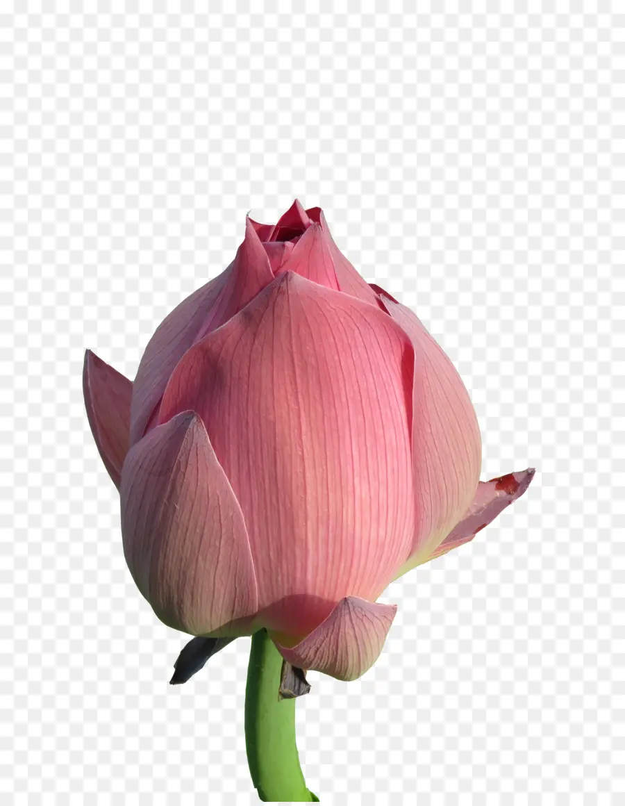 Brote De Loto Rosa，Floración PNG