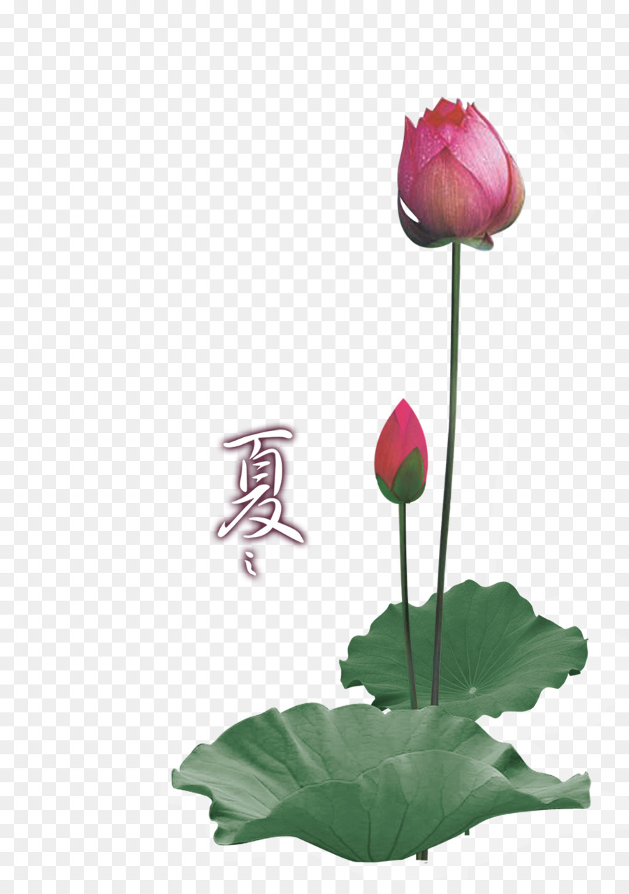 Nelumbo Nucifera，Postscript Encapsulado PNG