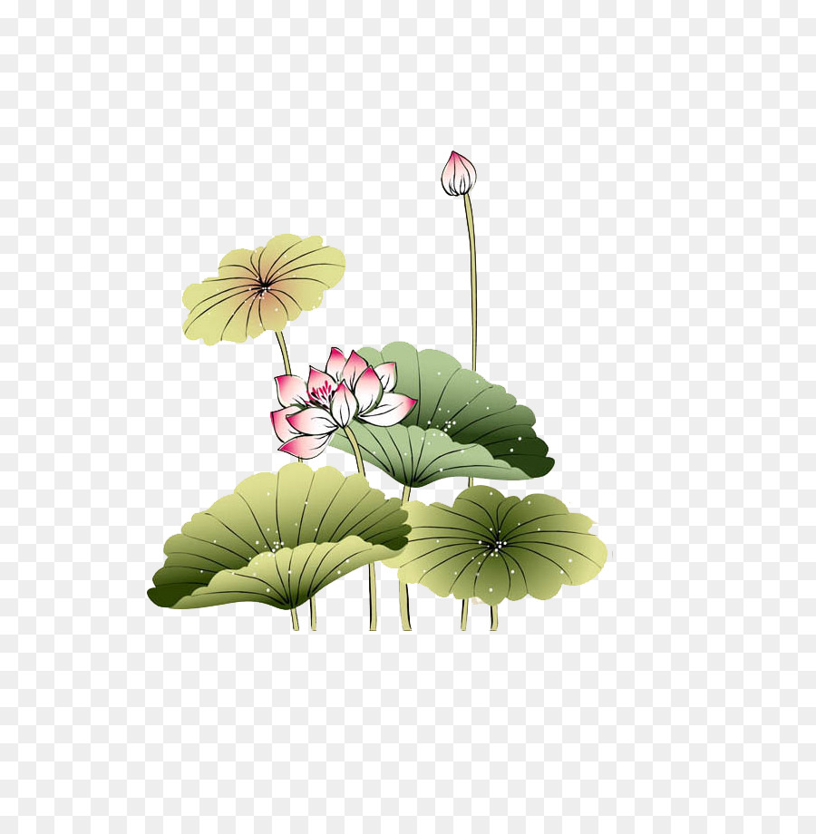 Flores De Loto，Nenúfar PNG