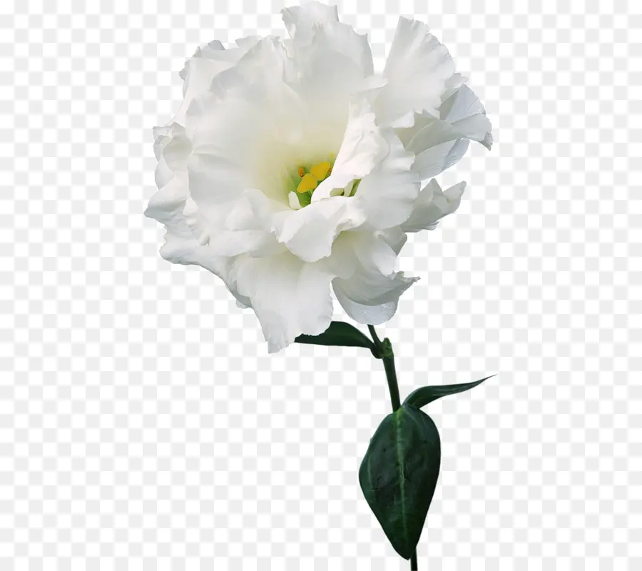 Flor Blanca，Flor PNG