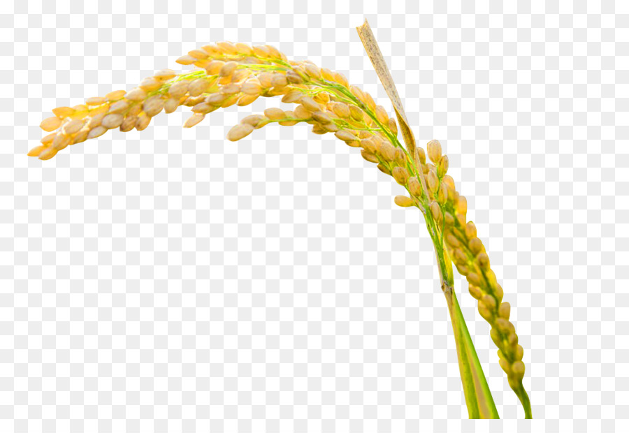 Planta De Arroz，Granos PNG