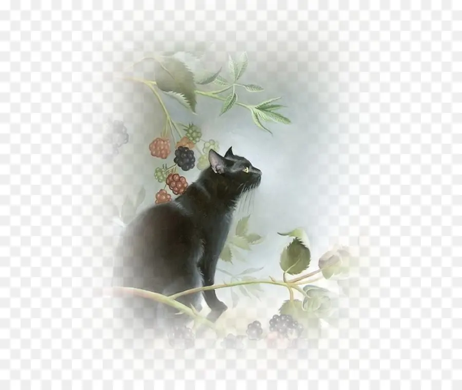 Gato，Gatito PNG