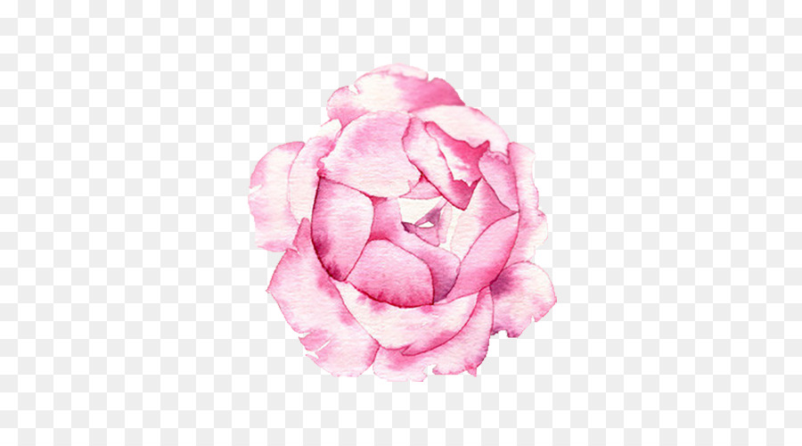 Rosa，Floración PNG