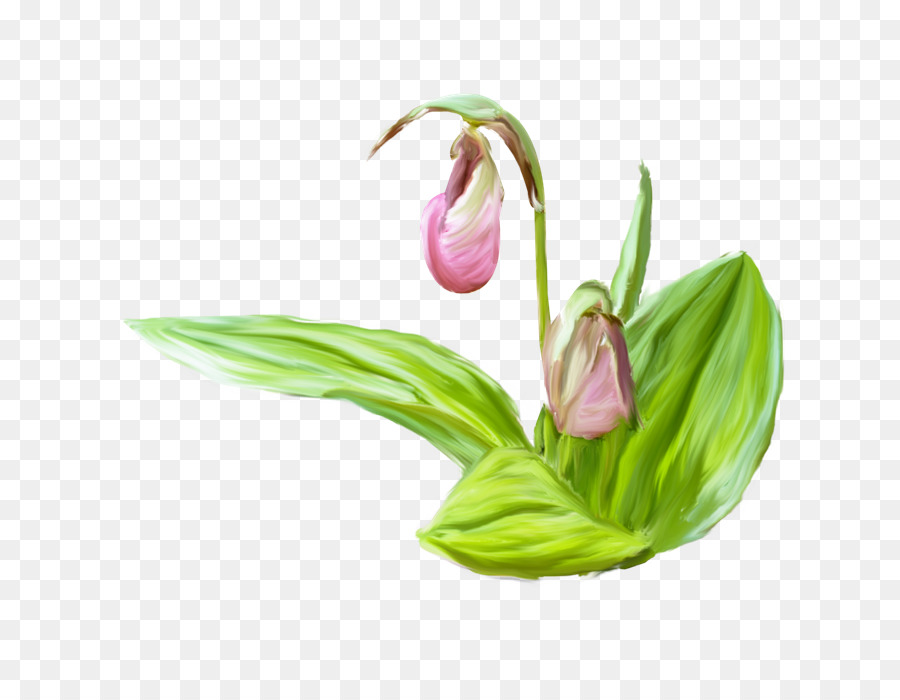 Orquídea Zapatilla De Dama，Planta PNG