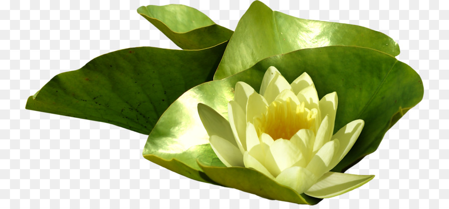 Flor De Loto Blanco，Nenúfar PNG